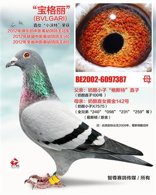 宝格丽(BVLGARI)