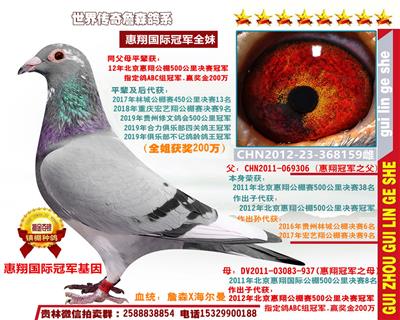 2012年惠翔国际公棚冠军全兄弟