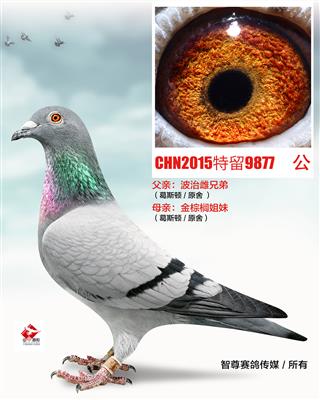 金棕榈（非卖品）