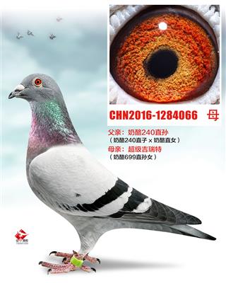 奶酪多重近亲（非卖品）