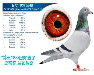 “鸽王188半兄弟”直子