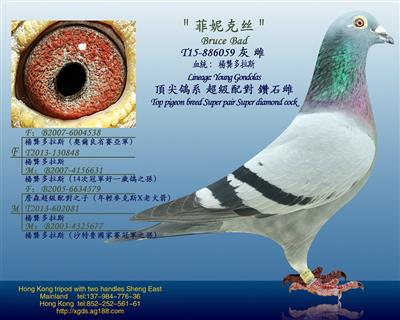 【法老王系列】楊龚多拉斯血系