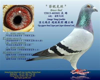 【法老王系列】楊龚多拉斯血系