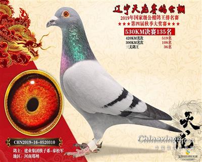 辽宁天龙公棚决赛135名
