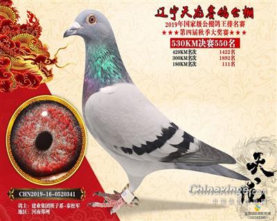 辽宁天龙公棚决赛550名