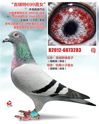 奶酪699直女（非卖品）