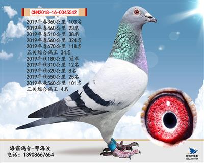 春秋鸽王（己售长沙）