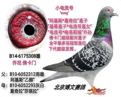 小电流号（原名 桑）