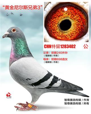 黄金尼尔斯兄弟3