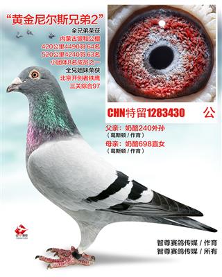 黄金尼尔斯兄弟2