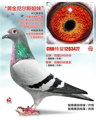 黄金尼尔斯姐妹