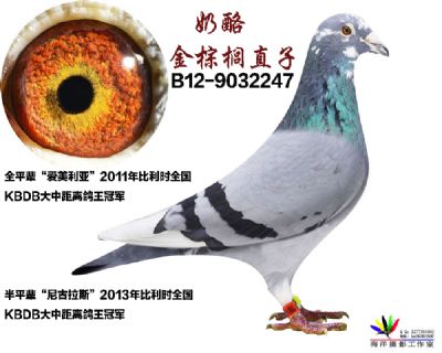 奶酪金棕榈直子