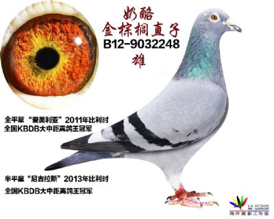 奶酪金棕榈直子