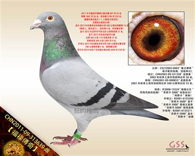 【福祿傳奇】三關鴿王殿軍！