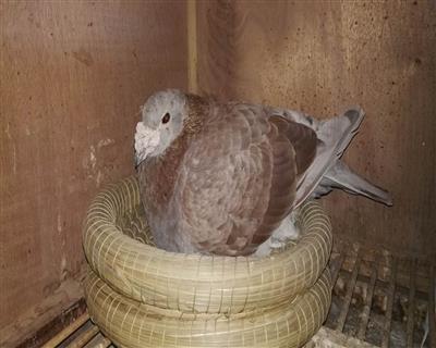 【红狐731直孙】