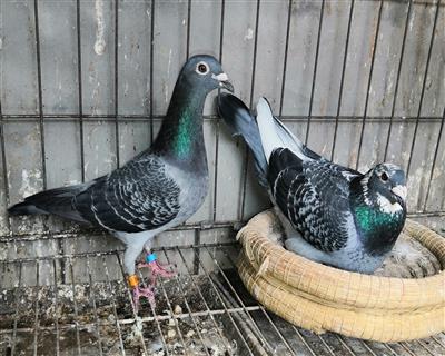 【白头席维斯特直子】