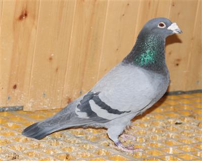 【白腹号直子】