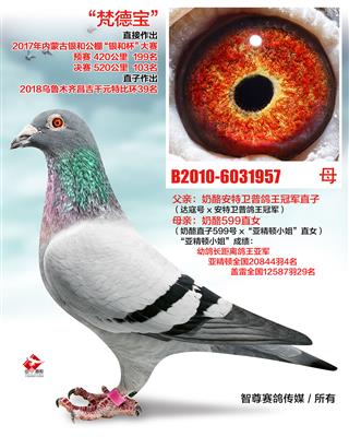 奶酪卡米拉599直女