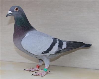 “奶酪小子”直孙女