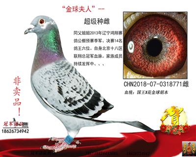 “国王号”3号种雄女儿--小金母