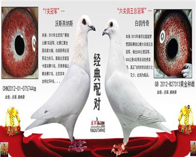 7关冠军X六关鸽王总冠军