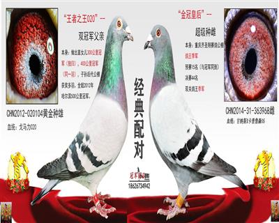 “王者之王020”X金冠女王