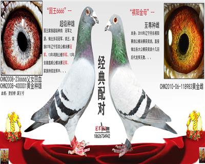 国王6666X祺阳金母