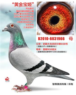 奶酪698直女（非卖品）