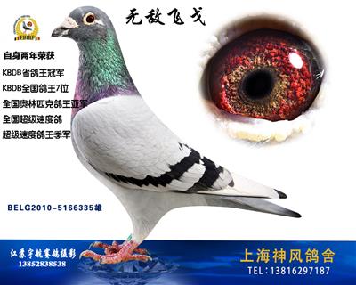 KBDB鸽王冠军