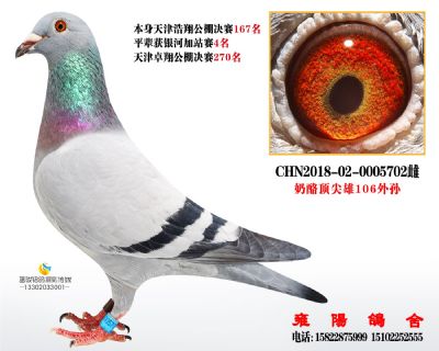 天津浩翔167名  开尔鸽王表兄妹