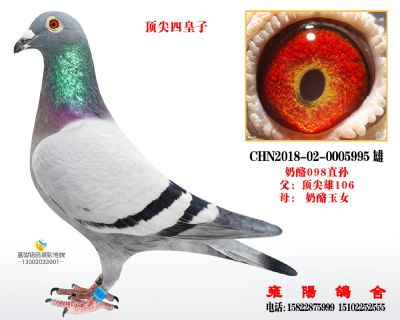 顶尖四皇子 顶尖雄106直子