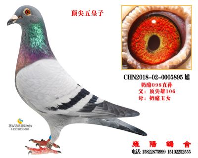 顶尖五皇子 顶尖雄106直子