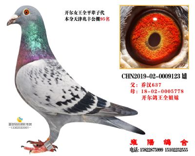 兆丰95名 开尔鸽王全姐妹直子