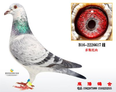 乔斯托内麒麟花