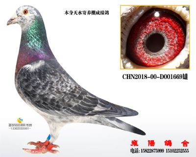 天水寄养成绩鸽