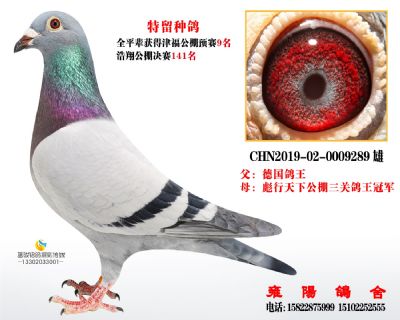 9289 德国鸽王配彪行鸽王