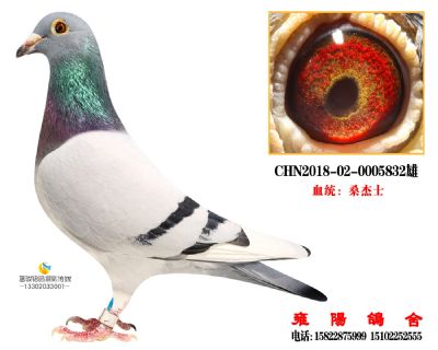 桑杰士 漂亮女孩直孙