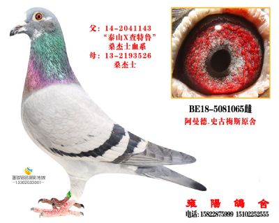 桑杰士泰山回血 阿曼史古梅斯