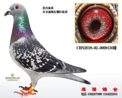 范内 通翔归巢鸽