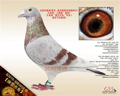 【腾云赤兔】“小迪迪”直孙！