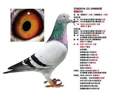 奶酪直子“白翼天王x奶酪直女世界铭鸽小蛮