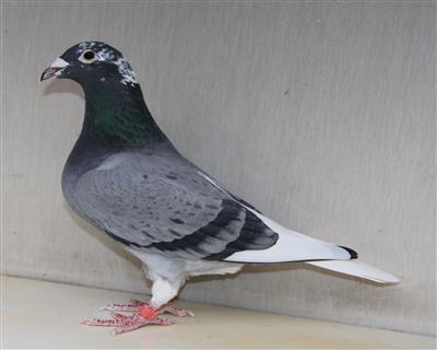 【慕利门小白尾】