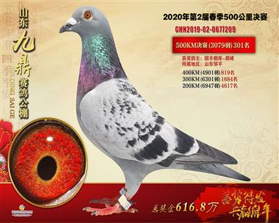 2020年山东九鼎赛鸽公棚决赛301名