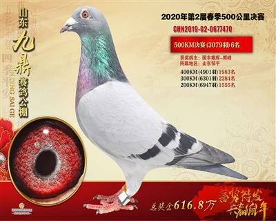 2020年山东九鼎赛鸽公棚决赛6名