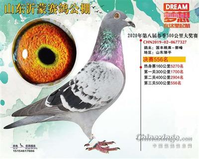 2020年山东沂蒙赛鸽公棚决赛556名