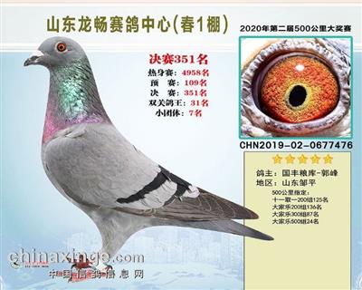 2020年山东龙畅赛鸽公棚决赛351名