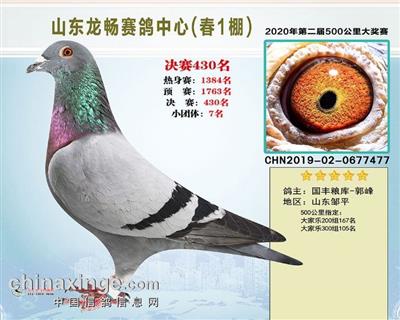 2020年山东龙畅赛鸽公棚决赛430名