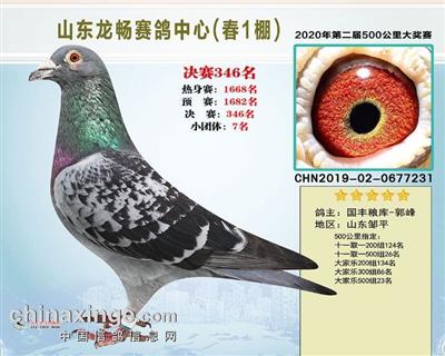 2020年山东龙畅赛鸽公棚决赛346名