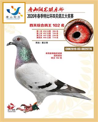 2020年春阳光四关特比成绩鸽
