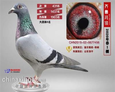 2020年山东齐鲁兆佳春一棚决赛431名